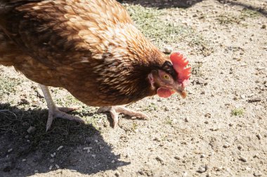 Kırsalda gezen serbest çiftlikte yaşayan tavuklar. Hayvan refahı, organik tarım, sürdürülebilir tarım ve doğal gıda üretimi kavramı