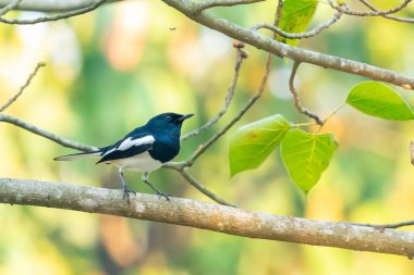 Erkek Oriental Magpie Bo ağaç levrek tıraşlama Robin