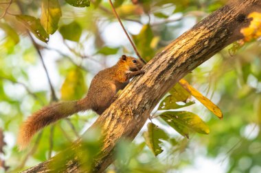 Kahverengi bir parkta bir levrek üzerinde sincap