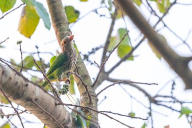 Çizgili levrek Bo ağaç tıraşlama kaniş
