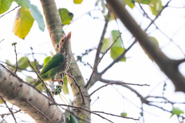 Çizgili levrek Bo ağaç tıraşlama kaniş