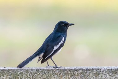 Erkek Oriental Magpie Robin Tayland'da hemen hemen her yerde bulunabilir