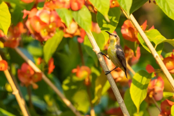 Weibchen Lila Sonnenvogel Hockt Isoliert Auf Orange Chinesische Hutpflanze — Stockfoto