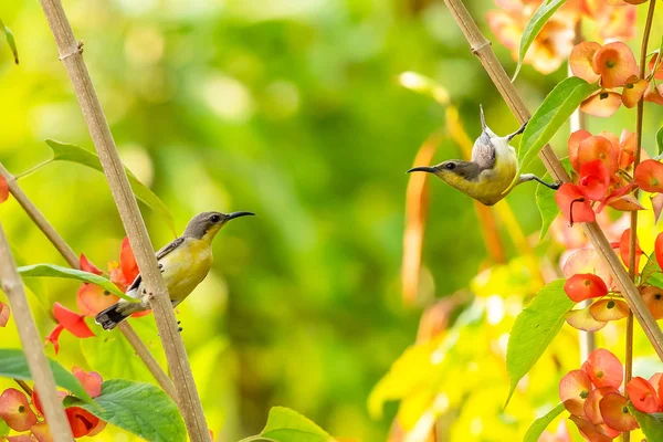 Δύο Θηλυκά Μωβ Από Sunbirds Κούρνιασμα Κινέζικο Φυτό Καπέλο Πορτοκαλί — Φωτογραφία Αρχείου