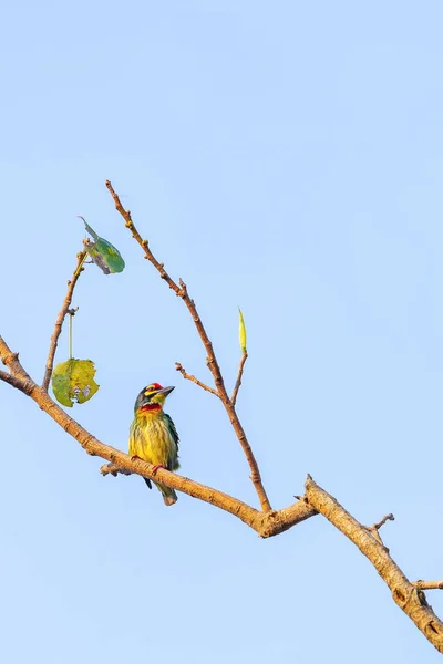 Coppersmith Barbet Perching Tree Perch Isolated Pale Blue Sky — Stock Photo, Image