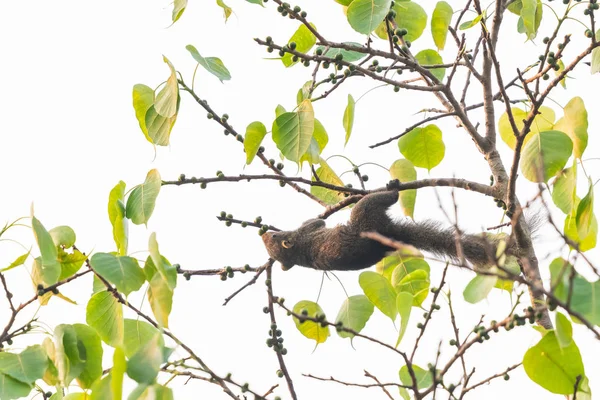 Eekhoorn Waardplanten Bodhiboom Fruit Een Park — Stockfoto
