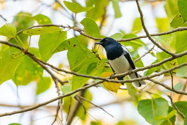 Mannelijke Oriental Magpie Robin Zitstokken Tree Zitstok — Stockfoto