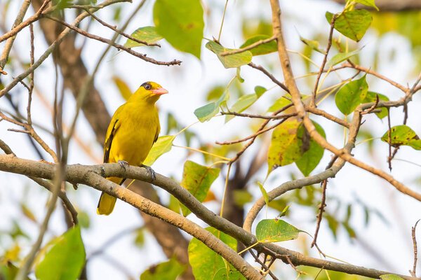 Ярко-желтая синехвостая Ориола, сидящая на окуни дерева Бо
