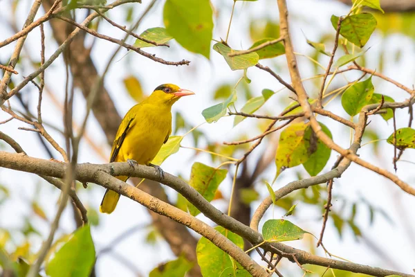 Jaune Vif Perchoir Oriole Napperon Noir Sur Perchoir Arbre — Photo