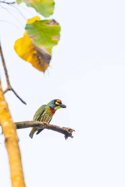 Kupferschmied Barbet Hockt Auf Baum Mit Schluck Essen — Stockfoto