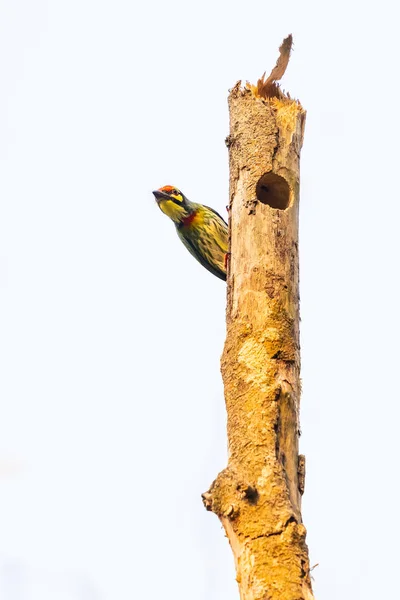 Coppersmith Barbet Chiseling Out Hole Build Its Nest — Stock Photo, Image