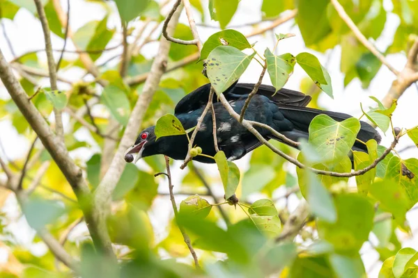 Mâle Asiatique Koel Nourrir Sur Arbre Fruit — Photo