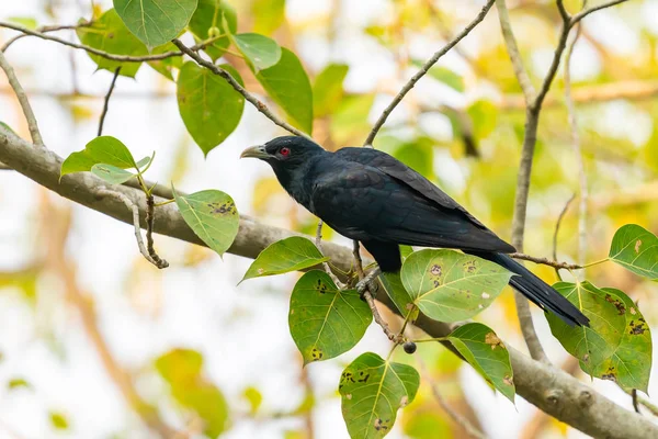 Αρσενικά Ασιατικά Koel Perching Δέντρο — Φωτογραφία Αρχείου