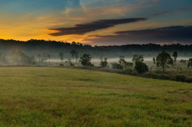 Çok güzel bir sabah sis düşük bir otlak üzerinde asılı ve güzel güneş ışığı ve bulutlar oluşumu ile ağaçları