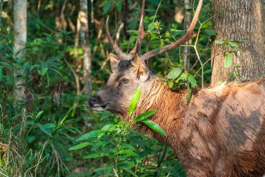 Tay erkek geyik özgürce Milli parkının kuzeydoğu Tayland bir ormanda yaşamak