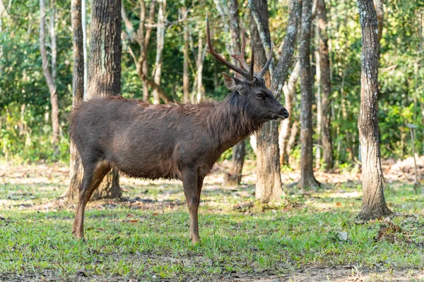 Cervi Maschi Tailandesi Vivono Liberamente Una Giungla Del Parco Nazionale — Foto Stock