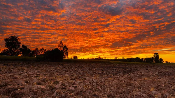 Morning Fire Sky Scattered Clouds Trees Agricultural Field Silhouette Foreground — Stock Photo, Image