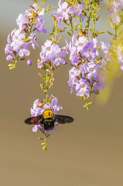 Tropical Carpenter Bee Swarming Duranta Flower — Stock Photo, Image