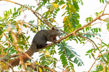 Tay ortak sincap tüneyen sebze sinek kuşu ağaç
