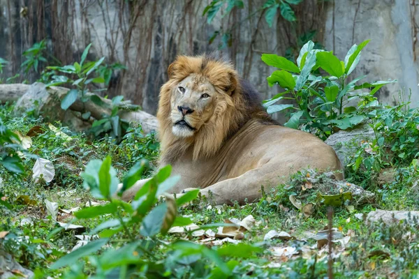 Hombre León Acostado Hierba Mientras Mira Distancia — Foto de Stock