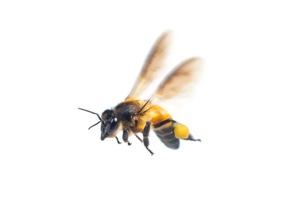 Primer Plano Abeja Voladora Aislada Sobre Fondo Blanco — Foto de Stock