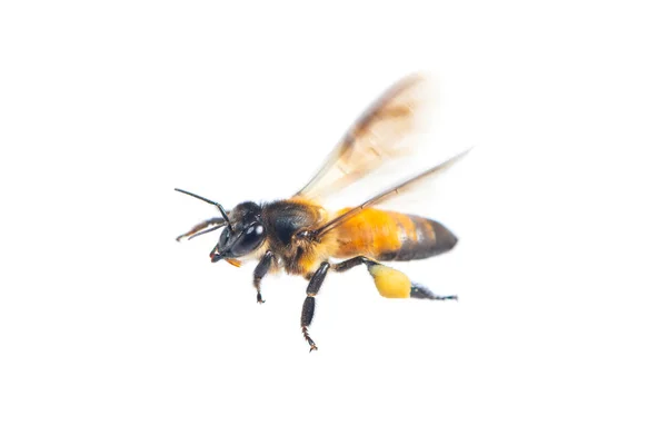 Eine Nahaufnahme Fliegender Bienen Isoliert Auf Weißem Hintergrund — Stockfoto