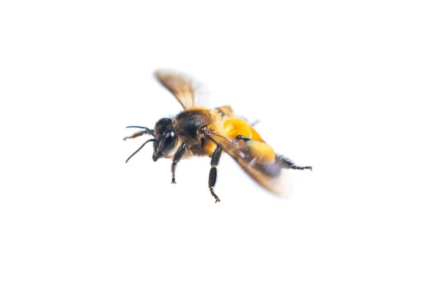 空飛ぶ蜂の白い背景で隔離の — ストック写真