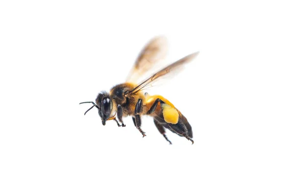 Zblízka Létající Včely Izolovaných Bílém Pozadí — Stock fotografie