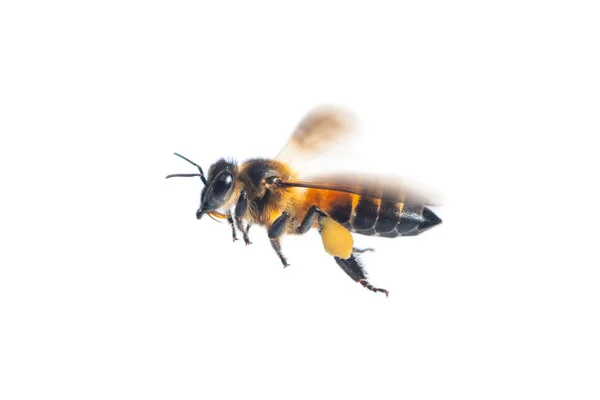 Zblízka Létající Včely Izolovaných Bílém Pozadí — Stock fotografie