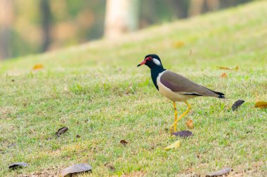Vahşi Himalaya kiraz levrek tıraşlama sarı yanaklı baştankara