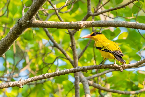 Yellow-cheeked Tit perching on wild himalayan cherry perch