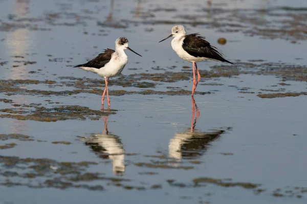 Black-winged Stilt walking and finding food on the coastal intertidal area