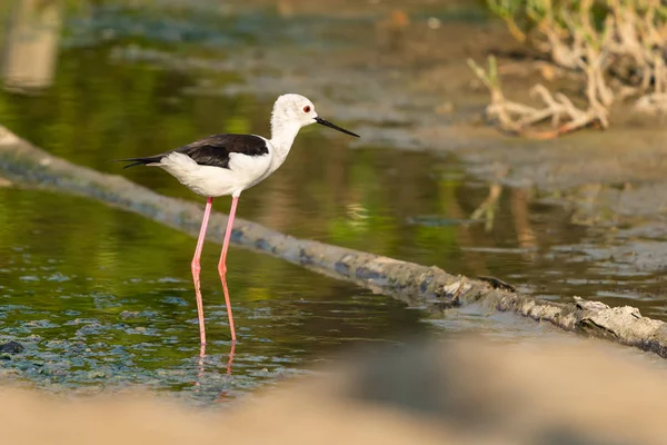 Stilt Alas Negras Parado Zona Intermareal Costera — Foto de Stock