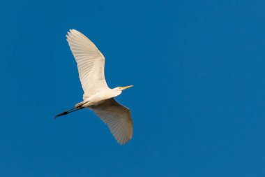 Büyük ak balıkçıl ile mavi gökyüzü arka plan olarak uçan.