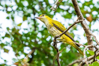 Bir levrek tıraşlama renkli ve çok genç siyah enseli sarıasma