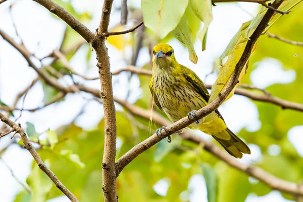 Πολύχρωμα Και Πολύ Νεαρό Μαύρο Naped Oriole Κούρνιασμα Κούρνια — Φωτογραφία Αρχείου