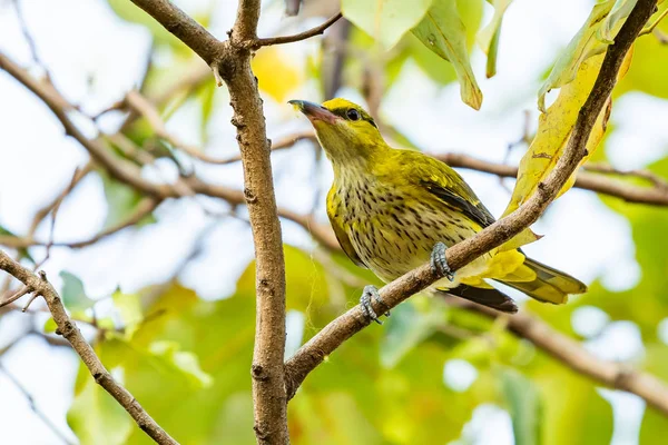 Colorido Muy Joven Oriole Nuca Negra Posado Una Percha — Foto de Stock