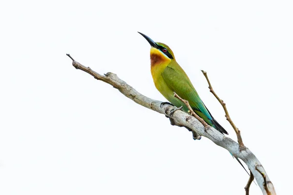 Modrá Kvadrát Bee Eater Izolované Prohlížení Okouna Bílým Pozadím — Stock fotografie