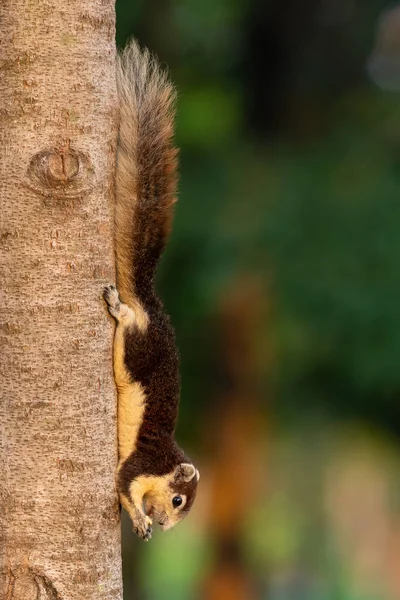 Niedliche Thailändische Eichhörnchen Hocken Auf Einem Baumstamm Mit Nahrung Den — Stockfoto