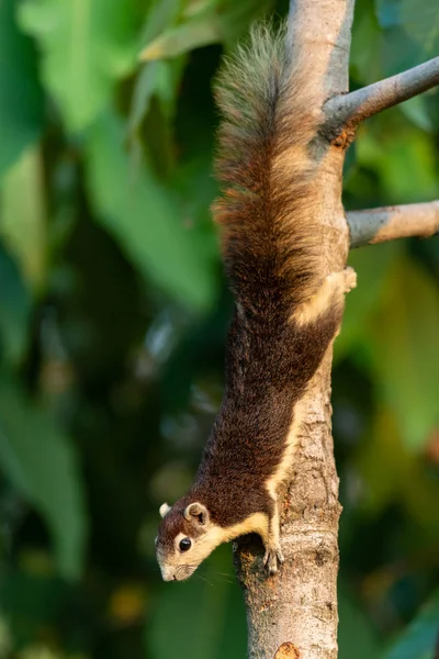 Ładny Tajski Wspólnego Wiewiórka Perching Pniu Drzewa — Zdjęcie stockowe