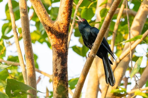 Masculino asiático Koel posando y cantando en una percha de árbol Bo — Foto de Stock