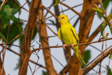 Sarı kabuk bir levrek tıraşlama muhabbet kuşu