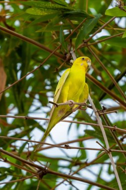 Sarı kabuk bir levrek tıraşlama muhabbet kuşu