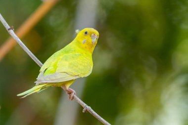 Sarı kabuk bir levrek tıraşlama muhabbet kuşu