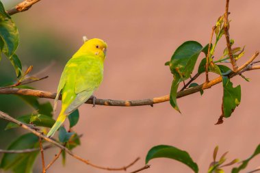 Sarı kabuk bir levrek tıraşlama muhabbet kuşu