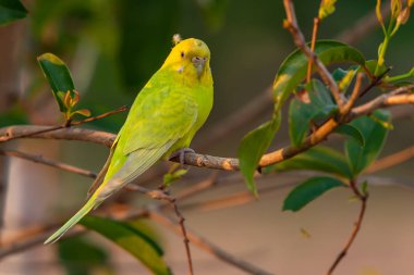 Sarı kabuk bir levrek tıraşlama muhabbet kuşu