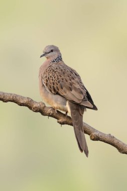 Soluk yeşil backgrou izole bir levrek tıraşlama benekli güvercin