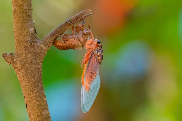 Cicada sloughing fora de sua concha de ouro com colorido desfocado backg — Fotografia de Stock