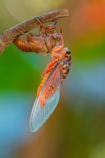 Cicada sloughing fora de sua concha de ouro com colorido desfocado backg — Fotografia de Stock