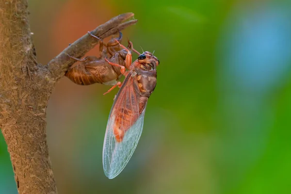Cicada sloughing fora de sua concha de ouro com colorido desfocado backg — Fotografia de Stock
